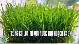 Cách Trồng Cỏ Lúa Mì Với Nước Bảo Đảm Thành Công - Grow Wheatgr With Water No Soil, 0 Fertilizer