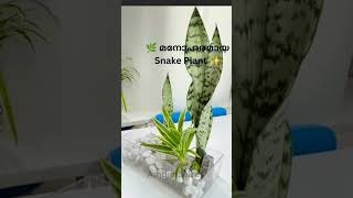 🌿 ചെറിയൊരു പച്ചപ്പ്… വലിയൊരു സമാധാനം 💚#indoorplants #പച്ചപ്പ് #homedecor #greenvibes
