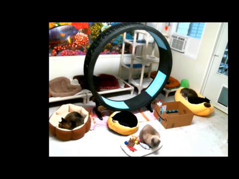special needs animal rescue Blind Cat Rescue & Sanctuary, Inc Live Stream