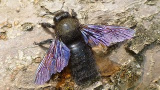 Drvodělka fialová - The violet carpenter bee (Xylocopa violacea) - Samec/Male ♂