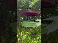#DIY GARDEN # Nature # Happiness # Squirrel 🐿