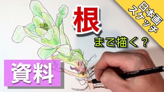 [Japanese painting sketch] Drawing butterbur with colored pencils / How to draw it - Tsurara-an