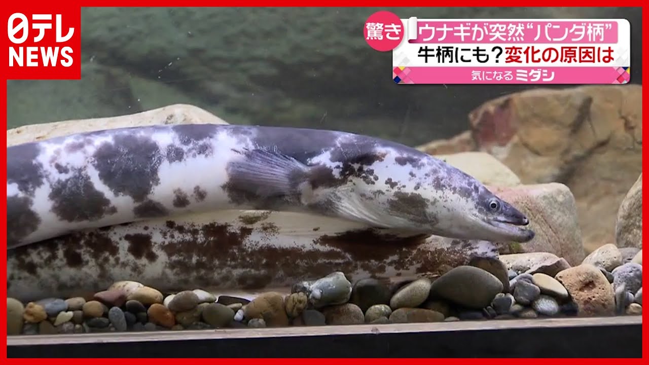 パンダ？ウシ？ 水族館で白黒まだら模様の「ニホンウナギ」を展示