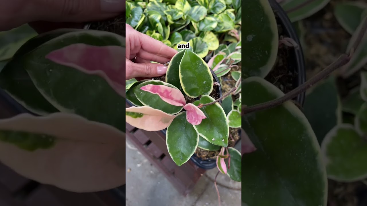 Обратите внимание на эти новые хойи в Home Depot! 