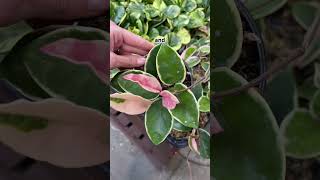 Keep An Eye Out For These New Hoya At Home Depot