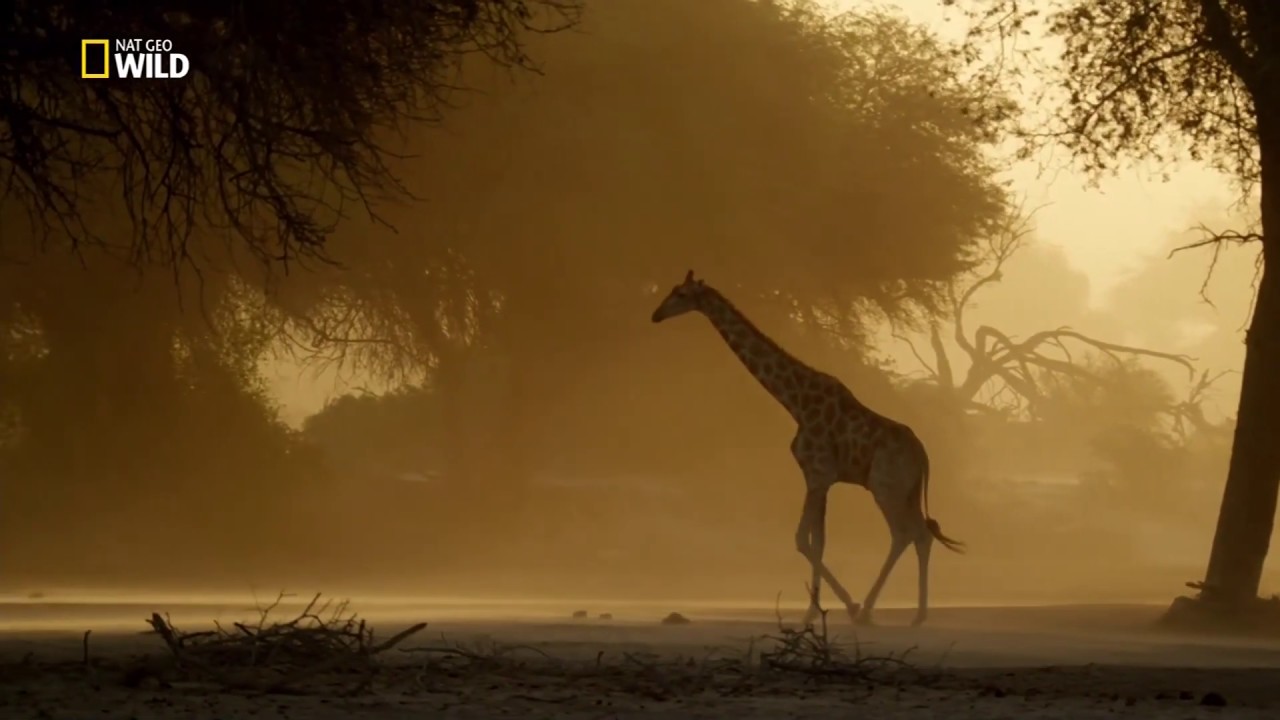 ⁣Namibya - Vahşi Yolculuk | Nat Geo Wild HD | Türkçe Belgesel