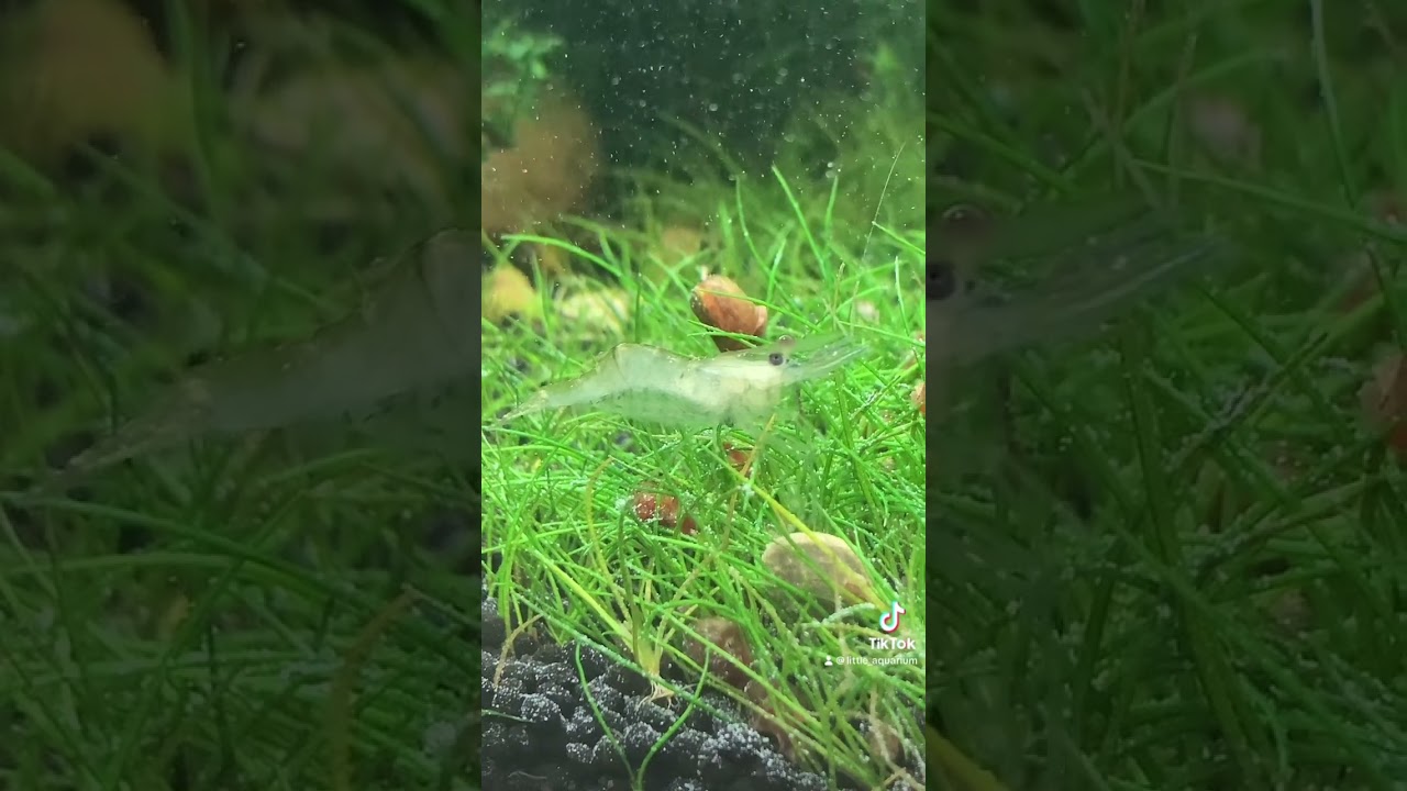 Aquarium Ghost Shrimp eating 10 gallon fish tank 