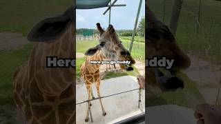 I went to a drive-thru zoo!