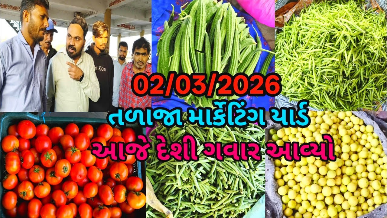 આજે દેશી ગવાર આવ્યો તળાજા માર્કેટિંગ યાર્ડ આજના શાકભાજી ના ભાવ જોવો અને જાણો હોલ સેલ 