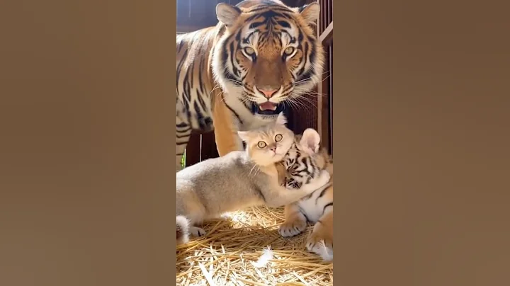 Watch the video about Cat vs Tiger Cub 🐱🐯 — Momma Tiger Walked In! 🔥😱