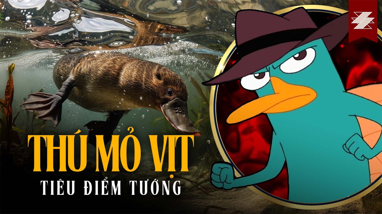 TIÊU ĐIỂM THÚ: THÚ MỎ VỊT - ĐIỆP VIÊN "ĐẶC BIỆT" | SAMURICE