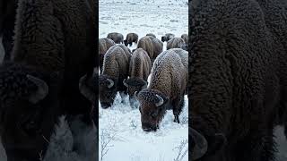 #wildlife   bison 🦬🦬