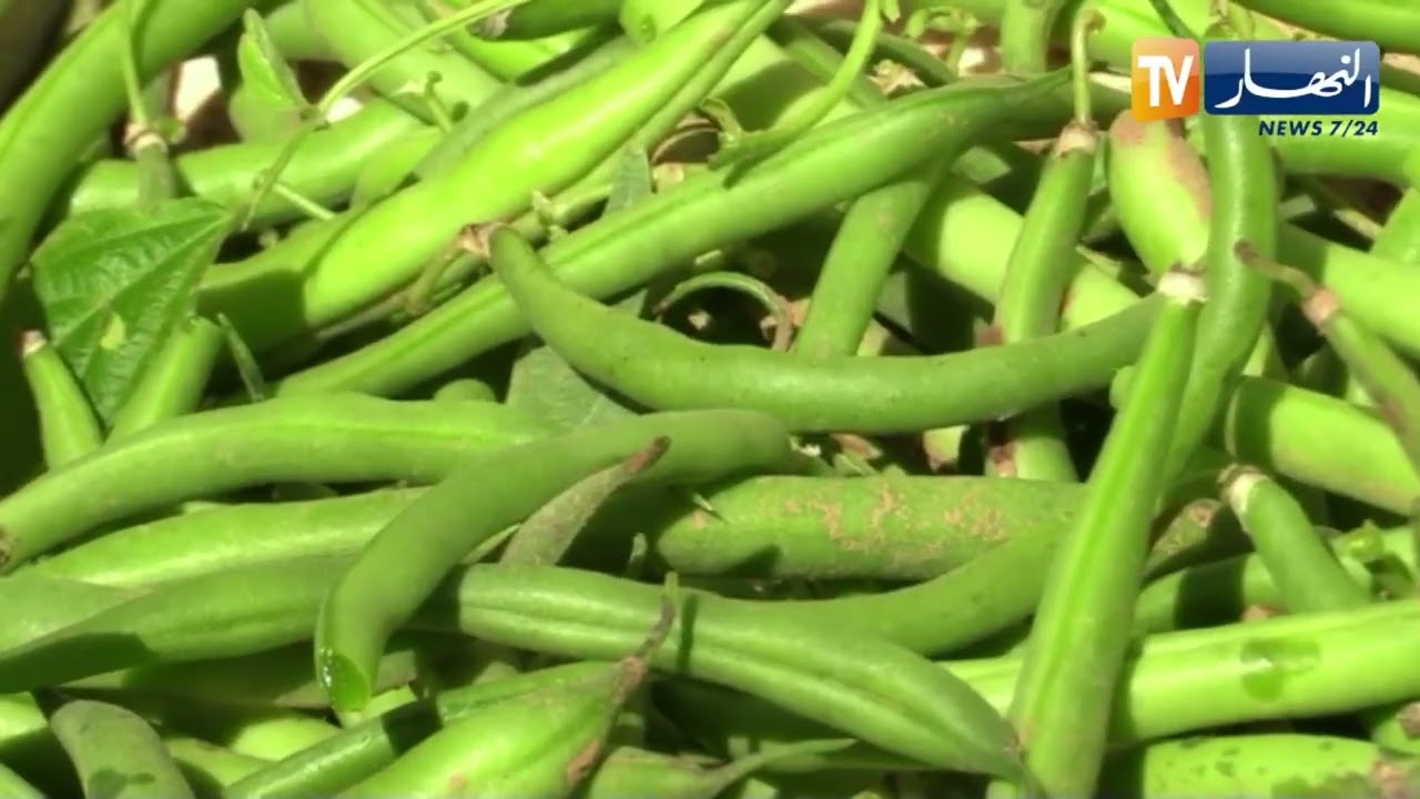 تيارت / فلاحون يرفعون التحدي بإمكانيات بسيطة لإنتاج الفاصولياء الخضراء ببلدية توسنينة