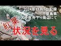 徳島県、大歩危舟下り周辺にて、紅葉状況をうかがう(2024年11月5日)