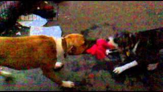 Staffordshire Bull-Terrier Tug Ov War