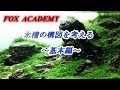 Ｎo.006 【FOX ACADEMY】　水槽の構図を考える　～基本編～