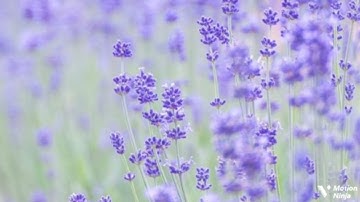 وأقسموا بالله جهد أيمانهم الربع السابع من الجزء الثامن عشر من سورة النور الحصري المعلم للقران 🌿