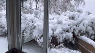 First Snow December 2022 | Montreal Canada