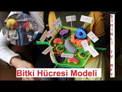 7. Sınıf Fen Bilimleri Bitki Hücresi Model Yapımı SİHİRLİ TV RFY