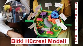 7. Sınıf Fen Bilimleri Bitki Hücresi Model Yapımı Si̇hi̇rli̇ Tv Rfy