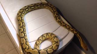 Episode 54 Year old suntiger retic