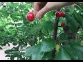 Cherry Picking in Brentwood, One Hour Drive from San Francisco (vlog 10) English Subtitles