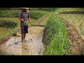 Satisfying Rows: Planting Rice with Perfect Accuracy #RuralAgriculture #TraditionalFarming