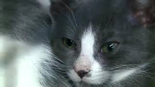 La Crosse residents have several options for renewing pet licenses