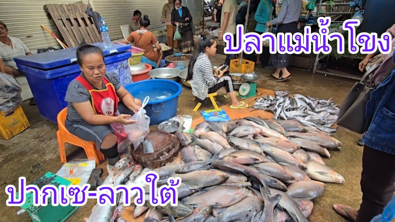 #เที่ยวลาวใต้ ตลาดดาวเรือง ปลาแม่น้ำโขงขึ้นเยอะ#สาวลาว แม่ค้าน่ารักคือเก่า #เที่ยวลาว #สปปลาว