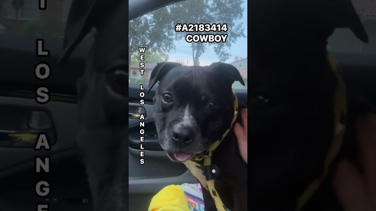 ***RESCUED BY & ADOPTABLE THROUGH 