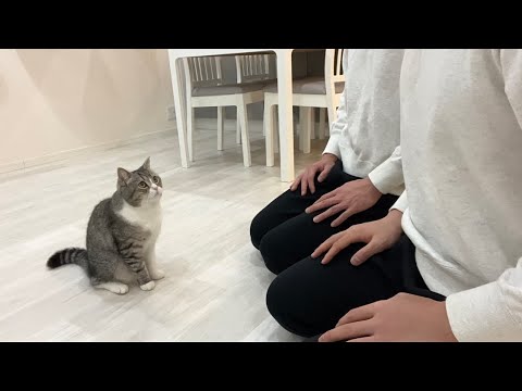 下僕のそっくりさんが登場したら混乱した猫がこうなりましたw