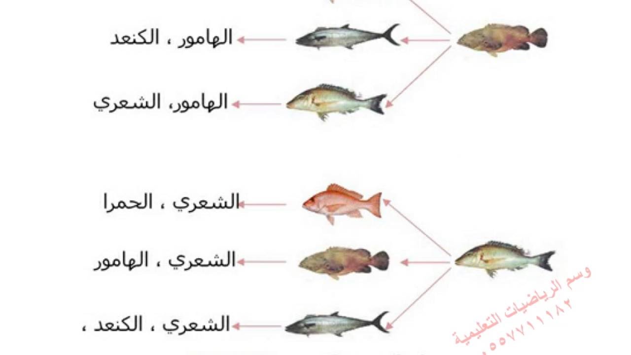 تحديد النواتج الممكنة نستعمل