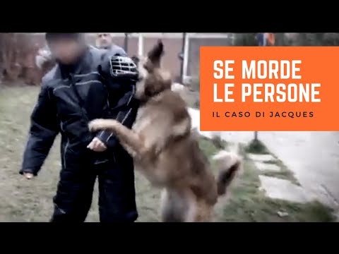 Video: Chiedi a un addestratore di cani: perché il mio cane ringhia quando le persone si avvicinano a me?