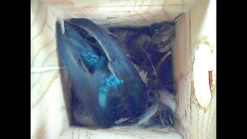 How a mother Tree Swallow