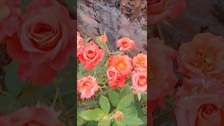 Rose garden wth Bloom's flower 🌹#rose #garden #nature #cere #tips #ytshorts