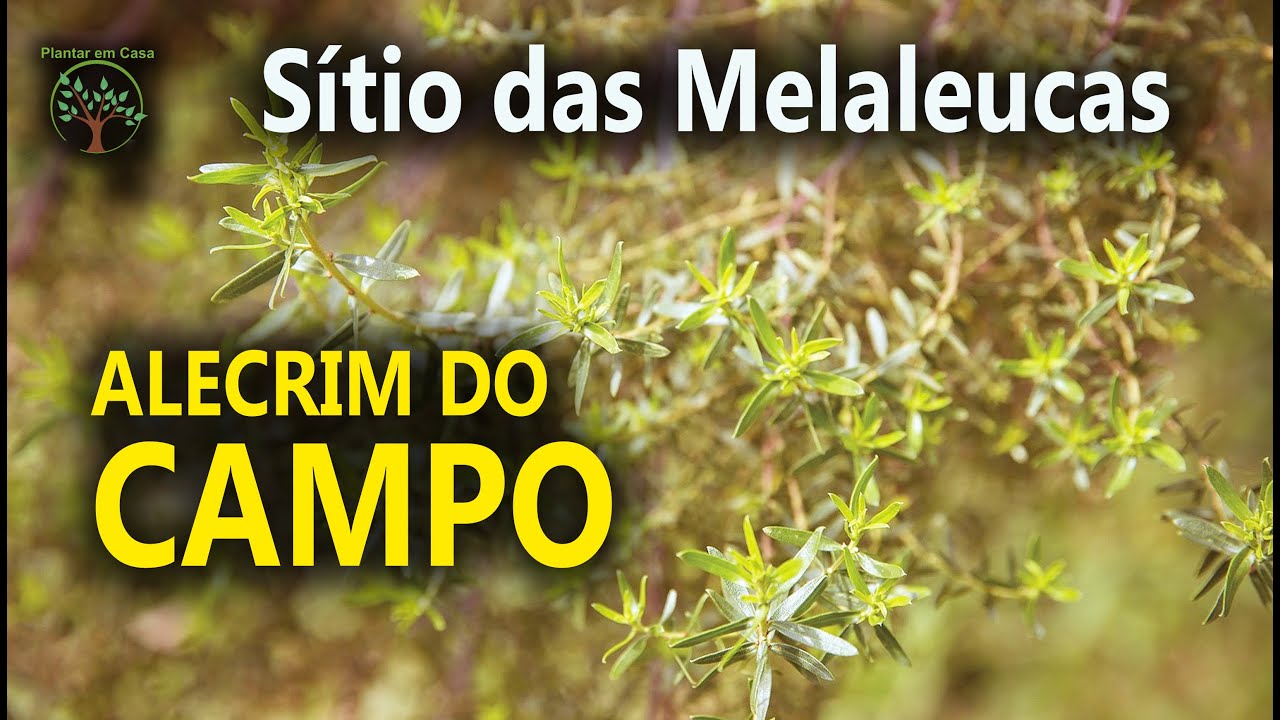 Alecrim do Campo Uso Medicinal no Sítio das Melaleucas
