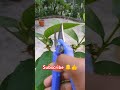 পেয়ারা গাছের পরিচর্যা 🍐🔔👍❤️ #viralvideo #plants #greenrooftop #garden #viralvideo #video #shorts