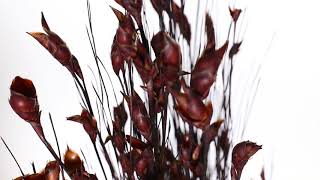 Vickerman 36-40 Brown Bell Grass, H1Bfl800