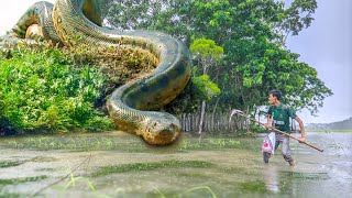Anaconda Attacks Fishing Boy In Swamp Anaconda Snake Attack Boys In Forest Anaconda