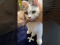 ウサギになっちゃった子猫がかわいいすぎる・・【#Shorts】