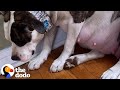 Terrified Pregnant Pittie Is The Happiest Mom Now  | The Dodo Pittie Nation