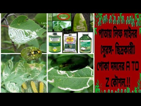 ভিডিও: হিউচেরা রক্ত-লাল (25 টি ছবি): কারমাইন-লাল জাত, কোরাল ফরেস্ট এবং অন্যান্য। রোপণ, যত্ন এবং প্রজনন