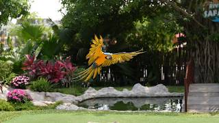Sony A7R V AF-C Tracking Flying Bird in S&Q Mode 120fps @ 24fps 5x Slow Mo RAW Footage From Camera