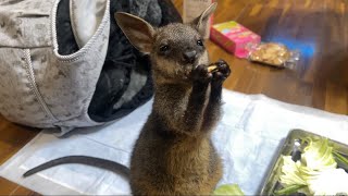 はじめまして！この度ポケットから出てきました【カンガルーのポッケ】と申します。