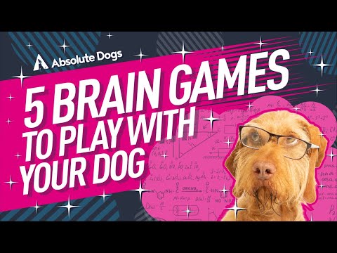 5 Easy At-Home Brain Games To Play With Your Dog – The Pawsitive Co
