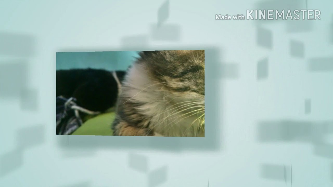 Trailer Oficial Peluchito Minii camera iphone 8 plus apk