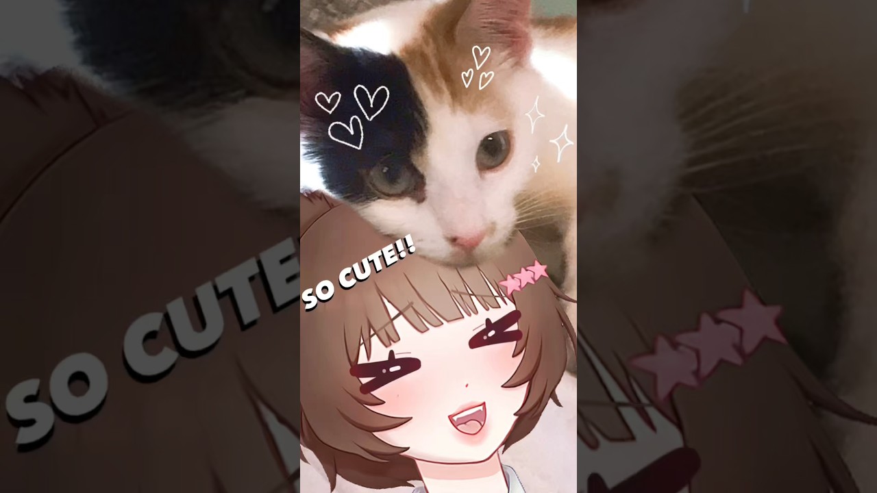 Kira's cat interrupts stream! ʕ*´∇`*ʔ♡ #shorts #vtuber #vtuberclips #cat #cats