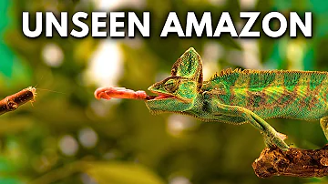 The Most Unbelievable Wonders of The Amazon Rainforest | Documentary