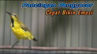 PANCINGAN EMOSI SOGON AGAR CEPAT RESPON GACOR‼️CUIT CUIT CERR BIKIN SOGONMU AUTO RESPON GACOR EMOSI