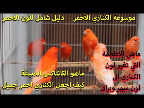 الكناري الأحمر - كل ما يخص اللون الجميل في كل طفرات الكناري